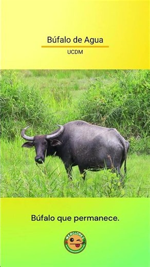 Búfalo de Agua – Búfalo que permanece – #UCDM