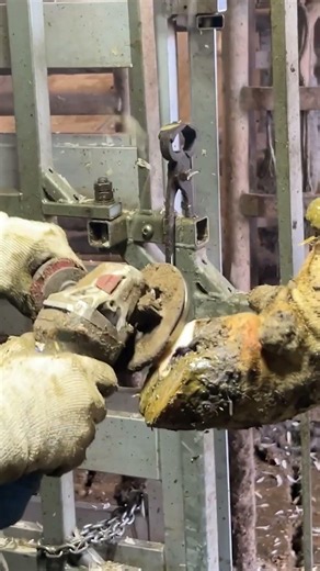 She Handles 1000-Pound Cows Like It's Nothing 💪