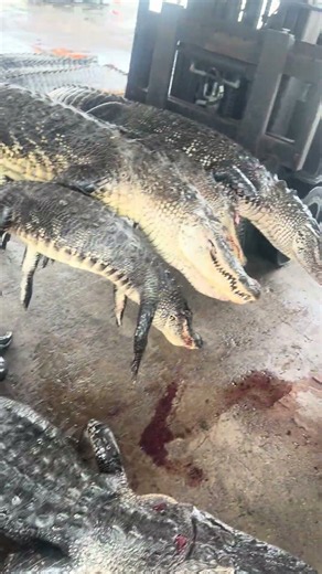 Alligator Season 2026!!! Swamp People!!! Duffy’s!!! Dinosaurs!!! #hunters #fishing #swamplife