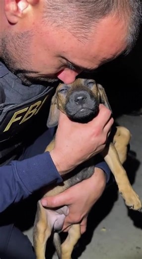 WE BREACHED THE REINFORCED VAULT EXPECTING MILLIONS IN DIRTY CARTEL CASH, BUT THE WHIMPERING SOUND FROM THE DARKNESS STOPPED MY TEAM COLD—INSTEAD OF DRUGS, WE FOUND SIX SKELETONS WRAPPED IN FUR, STARVING IN THE PITCH BLACK, AND I KNEW THE MISSION HAD JUST CHANGED. The sweat was already pooling at the base of my spine, soaking into the black undershirt beneath forty pounds of Kevlar and ceramic plating. It wasn’t just the heat of a Virginia July; it was the waiting. The silence before the breach 