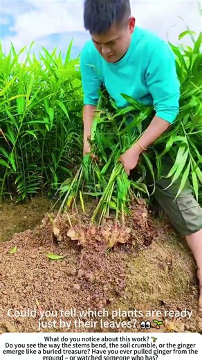 Pulling Ginger – A Harvest of Warmth Hidden Beneath the Soil 🌱🧑‍🌾