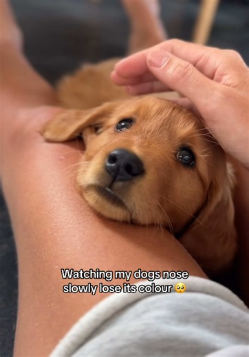 Why did my golden retriever's nose lose color?