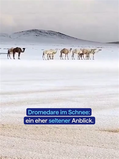 Schneefront bringt seltenen Schnee nach Saudiarabien