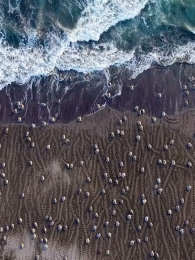 In Costa Rica some beaches are fills up with mass landing of turtles until you can barely see the sand.That mass landing is called an arribada. Olive ridleys come ashore at Ostional by the thousand, dig, lay their eggs, and go back to the Pacific. September and October are the https://t.co/yUaU699udq