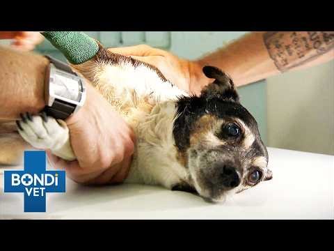 Fears For Tiny Dog After Traumatic Attack | Bondi Vet Double Episode