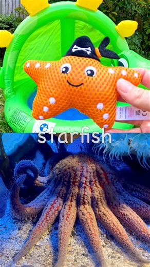 Fun Toys | Sea Animal Names for Kids to Learn at the Dino Pool: Jellyfish Starfish Crab Squid