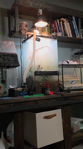 Understanding Chameleons: Color Change Facts