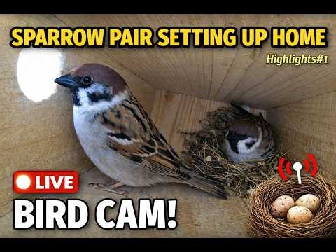 Eurasian Tree Sparrow Nest Building in Bird Box (Highlights #1)