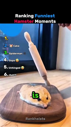 Ranking Funniest Hamster Moments