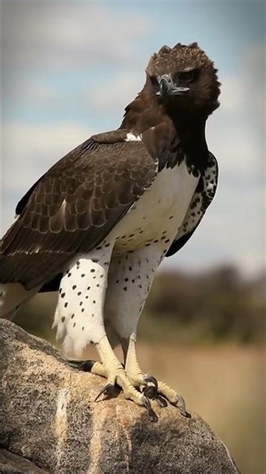 Martial Eagle vs Python: Last Second 😤