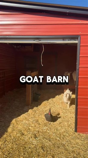 Rob Benson on Instagram: "We used to raise Highland cattle, now pack goats (for hunting), we love these goats. Here’s a tour of our goat barn and water setup for winter watering. These goats arent yet a year old, and neither is Diesel (the LGD). If you’ve got goat advice, let me know."