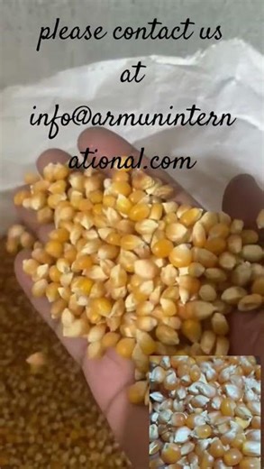 Premium yellow maize corn, rich in energy and nutrients, ideal for food, export markets worldwide.