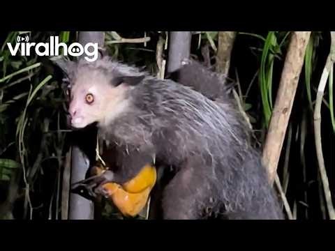 Endangered Nocturnal Aye-Aye Lemur in Madagascar Eats a Coconut || ViralHog