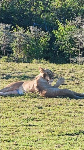 🦁 Lions Grooming 🦁 #Wildlife #Safari