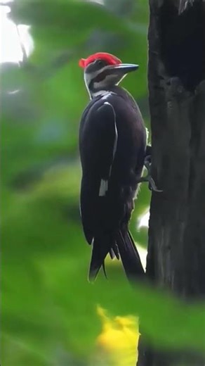 Bird Cutting Tree Amazing Scene | Woodpecker Bird Drilling Tree with Strong Beak in Forest #shorts
