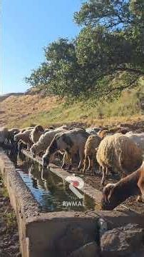 سروشتی کوردستان ، پارێزگای هەڵەبجە ، گوندی هێڵانپێ لە ناوچەی هەورامان #ڕووماڵ #rwmal #kurdistan