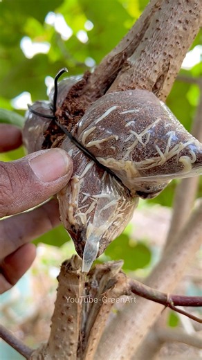 Only 15 days to grow roots on a medium-sized tree branch with this technique. #garden #plant #bonsai