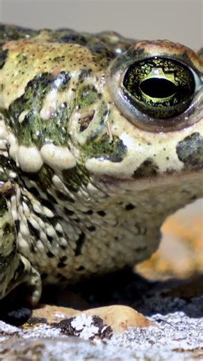 A surprising fact about toads you won't believe!