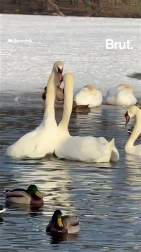 Swans perform a courtship dance with their mates, often mirroring each other's movements.