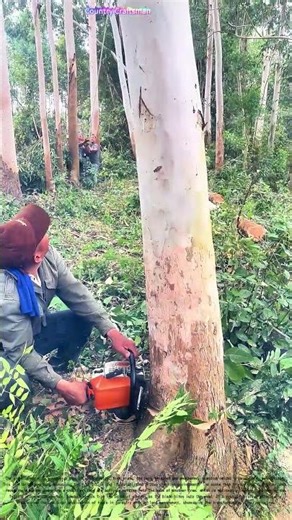 Tree Felling 101: From Standing Tall to Lumber Jack