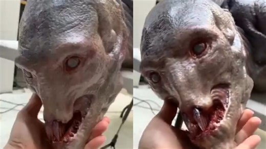 ¿Alien o sirena? La verdad sobre el VIDEO del supuesto monstruo marino capturado en costas de México