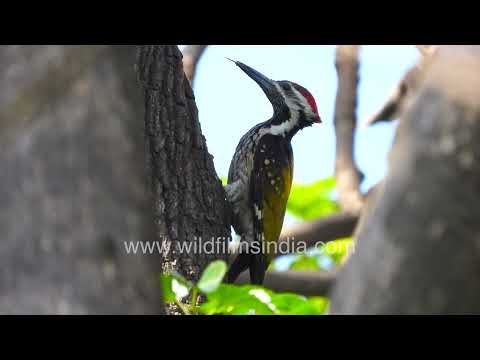 Black-rumped flameback excavating tree cavity nesting behaviour