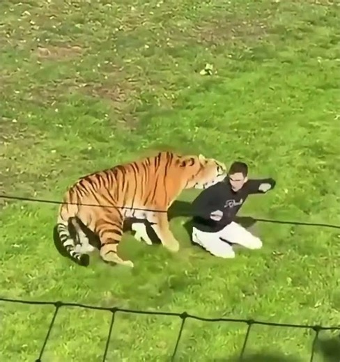 Man Fatally Mauled by Tiger After Jumping Into Enclosure at Yorkshire Wildlife Park in Engla #Shorts