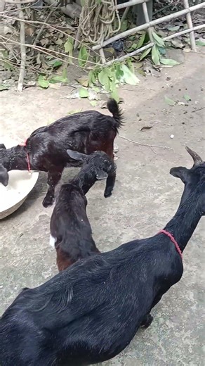 Assam hills goats farming #beautifullgoats #lifeisbutadream #lifeisbutadream #animals #farmanimalct