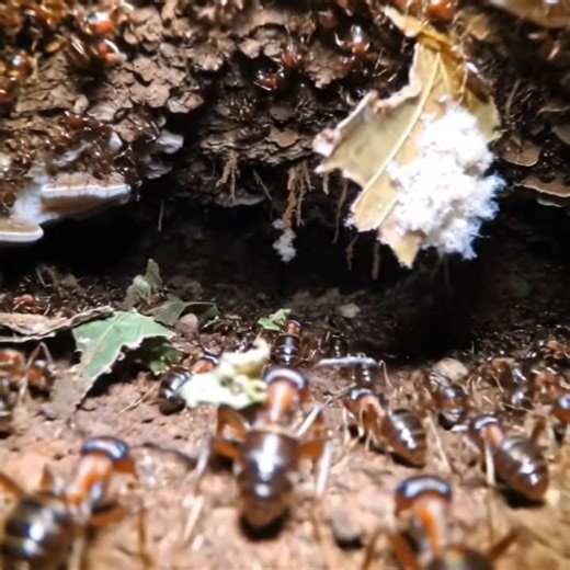 Inside the Ant Colony| MicroCamera Journey into an UndergroundWorld |4K Documentary #hidden
