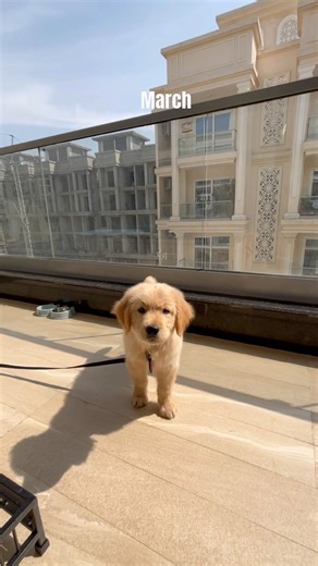 Can’t believe he’s turning 1 soon🥺 #goldenretriever #dog #puppy #funnydog #cutedog #dogshorts #pets