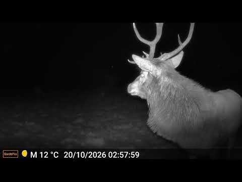 Digging It Deer Cam - Scenes from the rut