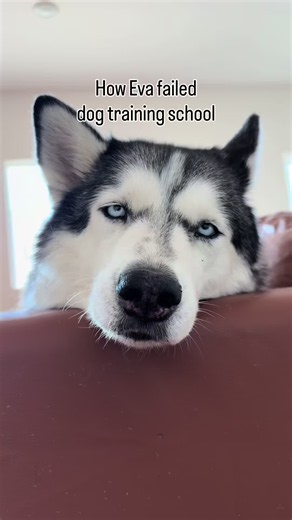 Stubborn Husky Over Hearing a Story: A Funny Husky Mom Moment