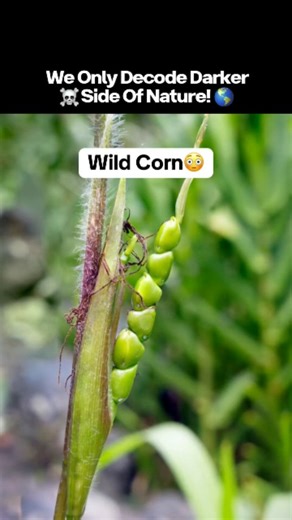 Decoding Worlds – Nature’s Darkest Secrets on Instagram: "🍓 How Fruits Looked Before Humans 😨🌿 Nature Was Never Designed to Please Us The fruits you eat today look harmless. Sweet. Colorful. Perfect. But before humans touched them… they were something else entirely. 🌱 Tiny & Hard: Almost no edible flesh 🦷 Unbreakable Skins: Too tough to bite without tools 🩸 Bitter or Toxic: Some could make you sick—or worse 🦴 Wild Shapes: Deformed, uneven, almost alien 🧬 Selective Control: Thousands of y