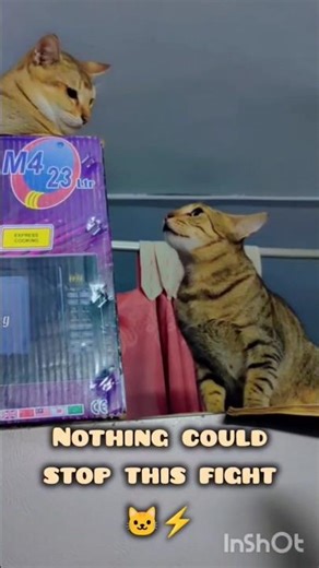 How To Stop A Cat Fight Instantly 😹 | Simba vs Lullu Part 2 #cat #catshorts #funnycat #cute #funny