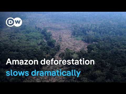 Scientists welcome rainforest’s reprieve, but warn it still faces a looming tipping point | DW News