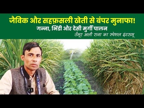 Success Story of Farmer: तैमूर अली राना की 100% जैविक और सहफ़सली खेती का मॉडल!