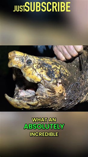 Handling Giant Alligator Snapping Turtle #shorts