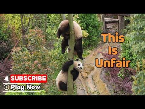 Next Time Let's Fight On Flat Ground | iPanda