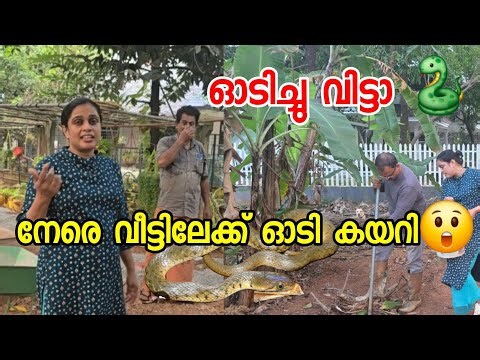 ഓടിച്ചു വിട്ടാ പാമ്പ് 😲 നേരെ വീട്ടിലേക്ക് ഓടി കയറി | Traditional