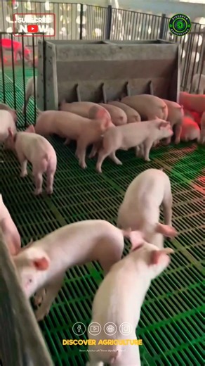 Why Modern Pig Farms Use Plastic Floors 🐷