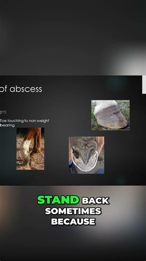 Horse Hoof ABSCESS Explodes! Instant Relief for Sore Horses! #shorts