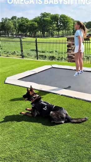 German Shepherd: The Ideal Family Dog