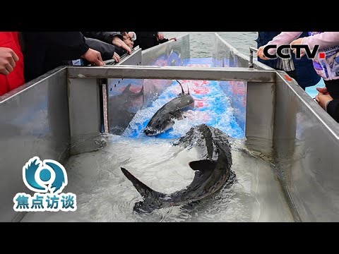 长江鲟回家了！十年来，万里长江如何焕新颜？| CCTV「焦点访谈」20260104