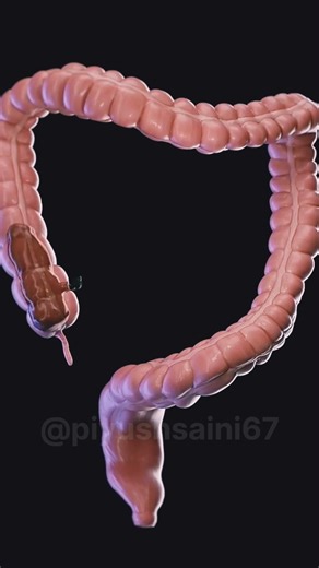 How food passes the colon | 3D animation | #anatomy #science #biology #animation #shorts