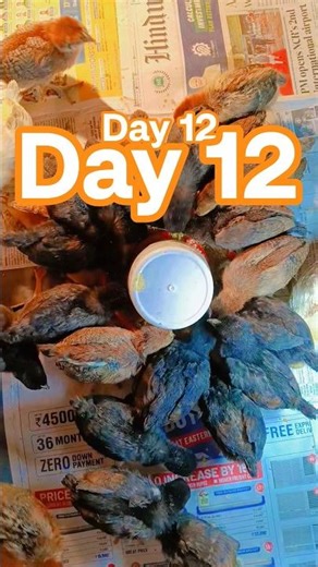 Day 12 chicks update 🐥Healthy growth, active chicks and farming journey going strong 💪🔥 Subscribe