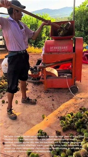 Mechanical Harvesting: Processing Fresh Chestnut Burrs Using a Shelling Machine