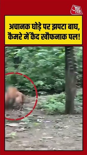 घोड़े पर बाघ का हमला देख दहले लोग, VIDEO वायरल | #TigerAttack #Wildlife #Shorts #viralvideo