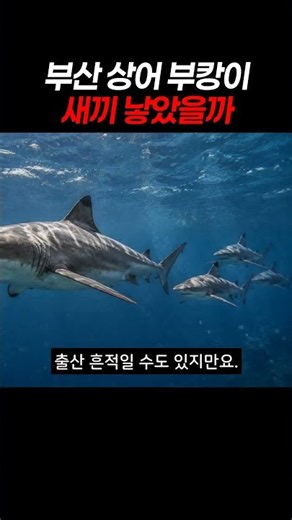 부산 상어 부캉이 새끼 낳았을까 #부산상어 #부캉이 #상어