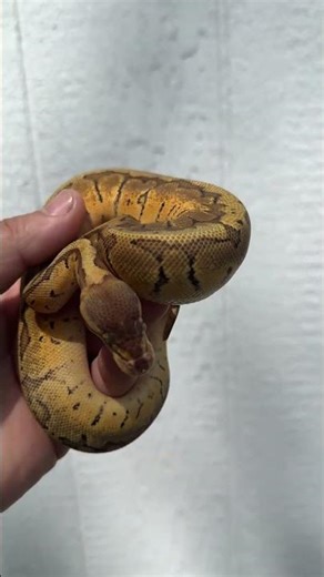 Lemonblast Het Pied Ball Python