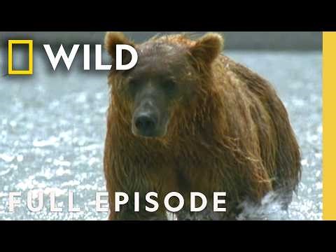 Grizzly Bear Transformation (Full Episode) | Built for the Kill | Nat Geo Animals